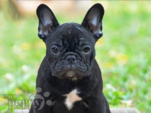 Bulldog Frances For Sale Bulldog Frances Puppies