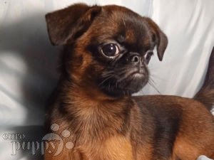 smooth coat brussels griffon for sale