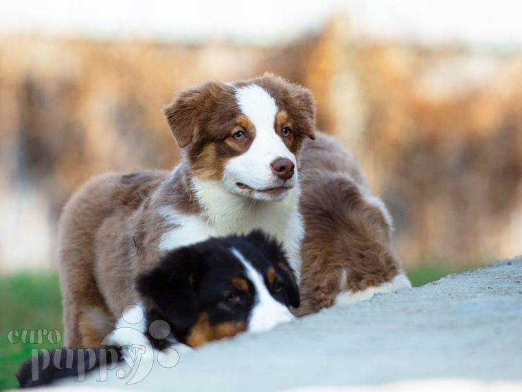 where can you buy a puppy near me