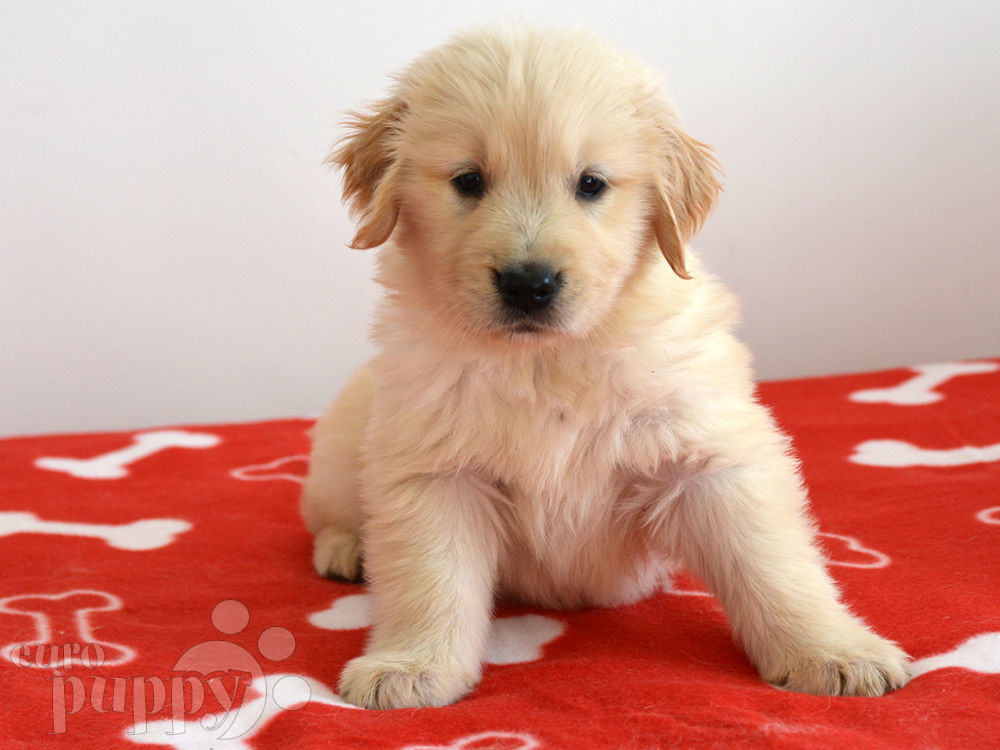 Golden Retriever For Sale Golden Retriever Puppies