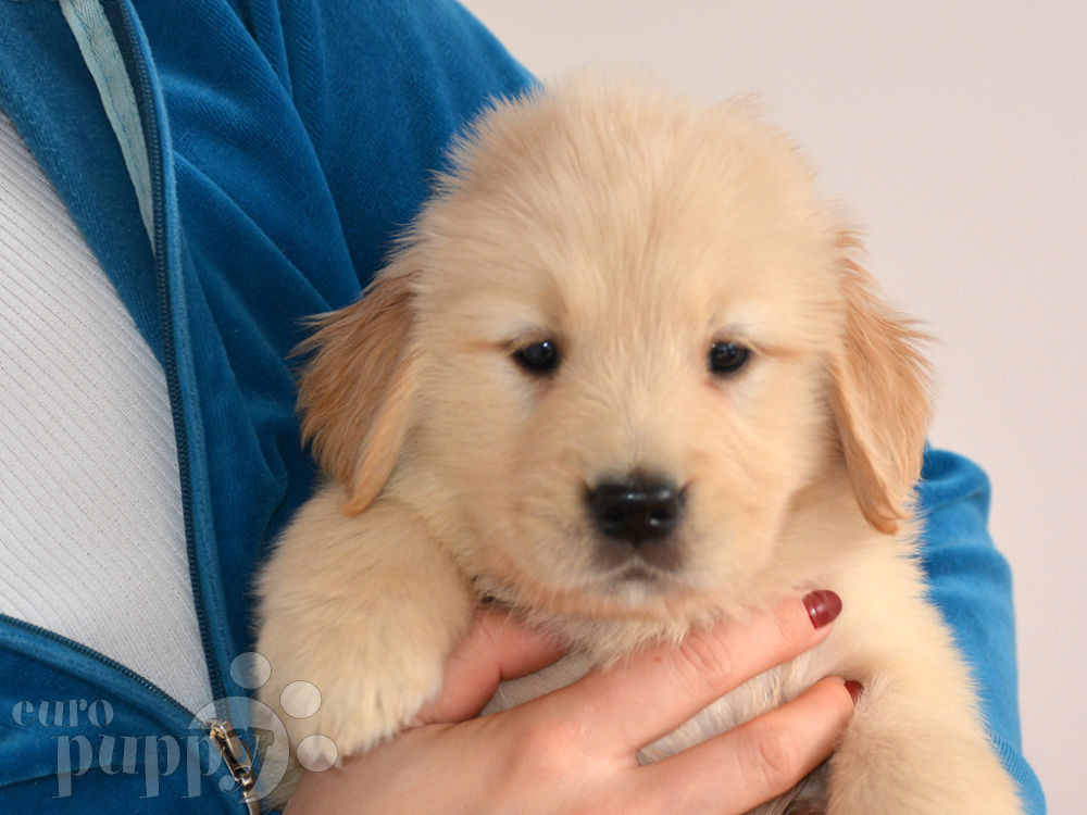 Golden Retriever For Sale Golden Retriever Puppies