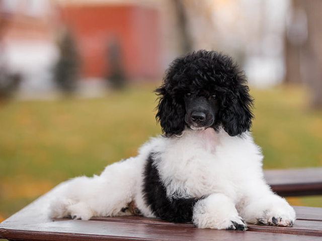 mini poodle prices