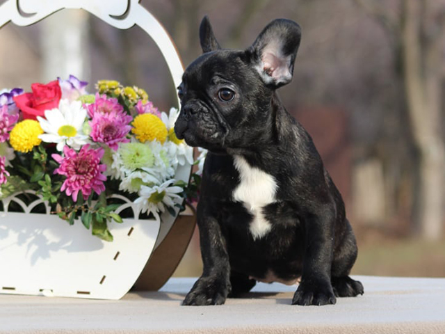 French Bulldog For Sale French Bulldog Puppies