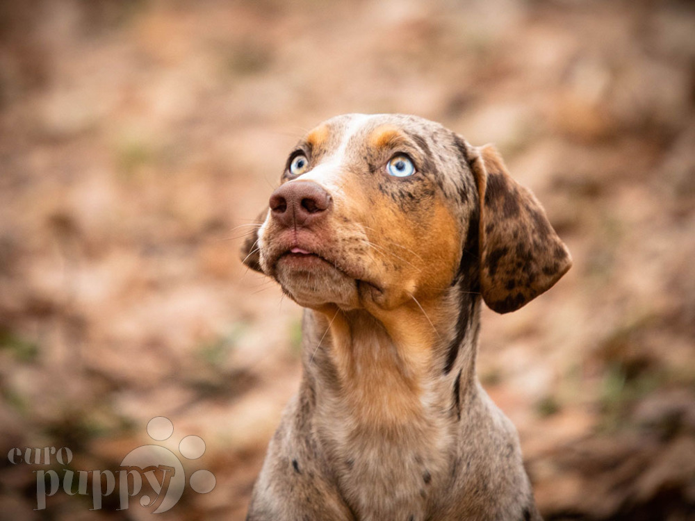 Amaroq Catahoula Leopard Dog Puppy For Sale Euro Puppy