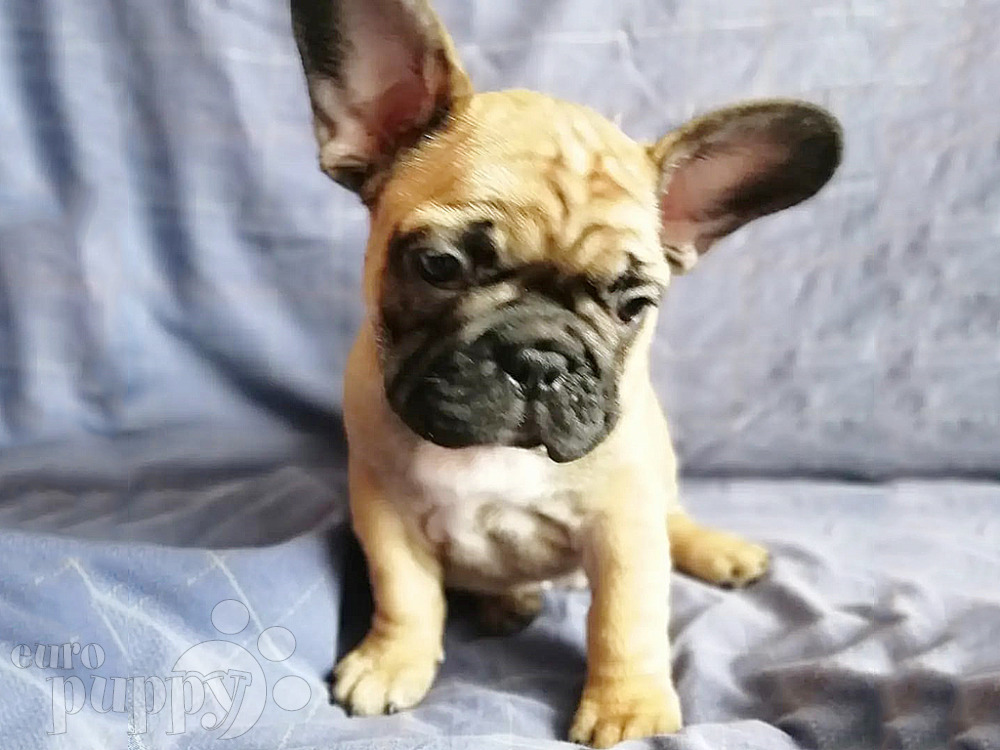 French Bulldog For Sale French Bulldog Puppies