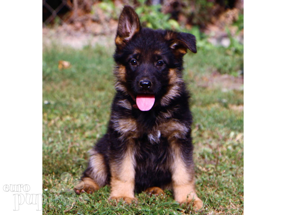 German Shepherd Dog For Sale German Shepherd Dog Puppies