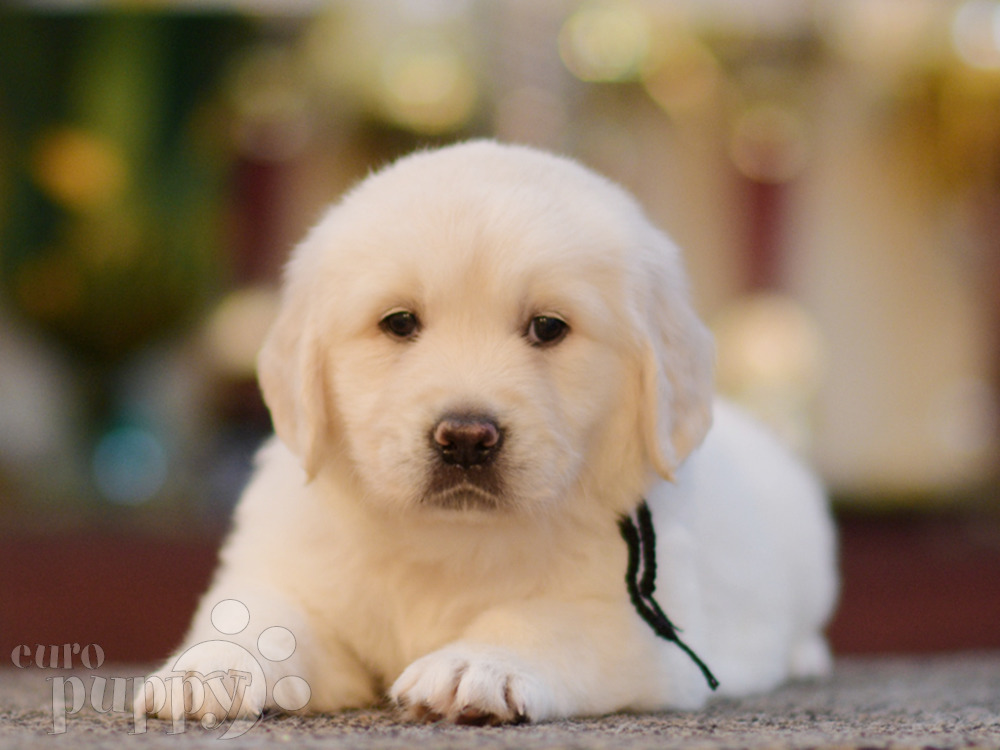 Golden Retriever For Sale Golden Retriever Puppies