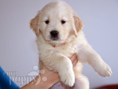 Golden Retriever Puppies Breed Information Puppies For Sale
