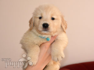 Golden Retriever For Sale Golden Retriever Puppies