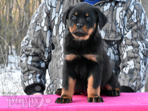 Rottweiler For Sale Rottweiler Puppies Rottweiler For Sale Rottweiler Puppies
