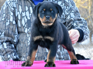 Rottweiler For Sale Rottweiler Puppies Rottweiler For Sale Rottweiler Puppies
