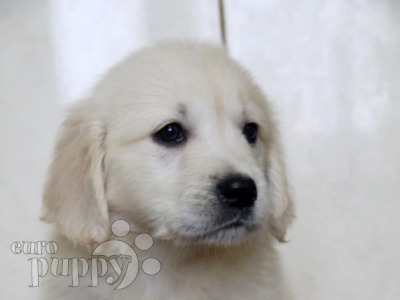 Sherlock Golden Retriever Puppy Qrendi Malta