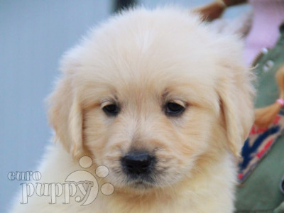 Sherlock Golden Retriever Puppy Qrendi Malta