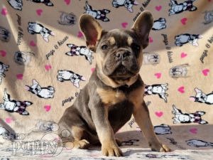 French Bulldog For Sale French Bulldog Puppies