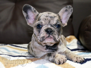 French Bulldog For Sale French Bulldog Puppies French Bulldog For Sale French Bulldog Puppies