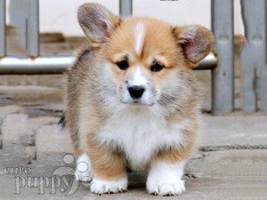 Welsh Corgi For Sale Welsh Corgi Puppies