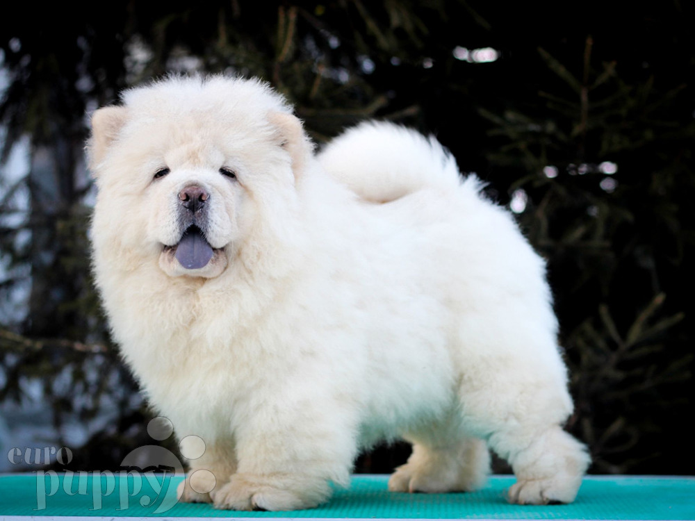 small chow chow for sale