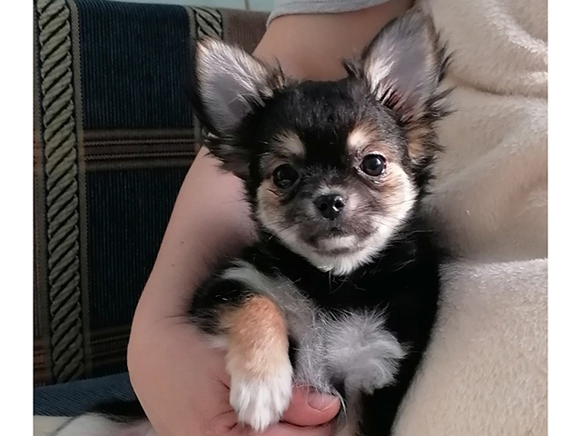 long haired teacup chihuahua for sale