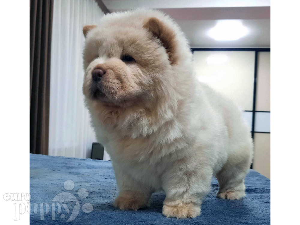 Chow Chow For Sale Chow Chow Puppies