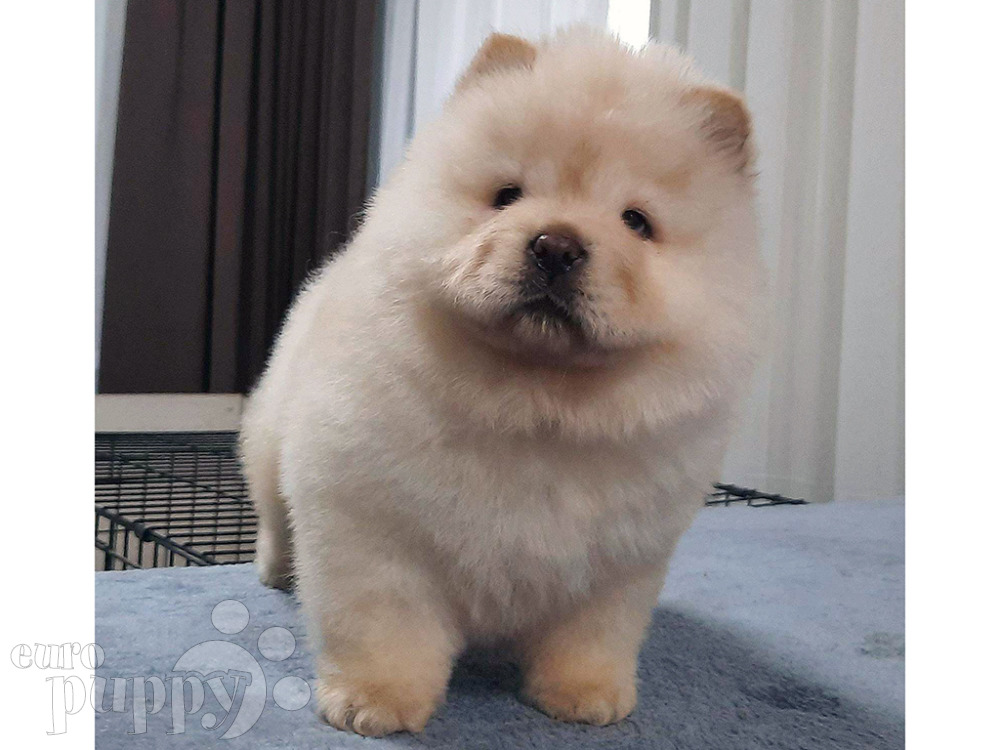 small chow chow for sale