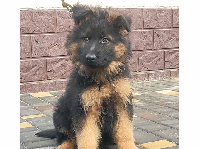 medium haired german shepherd puppies for sale