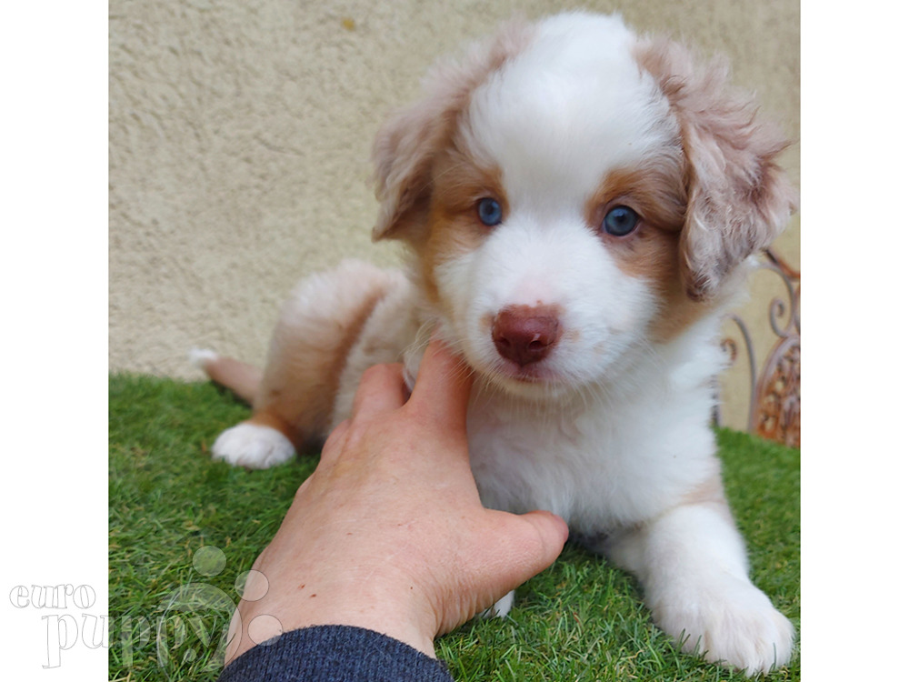 red merle puppies for sale