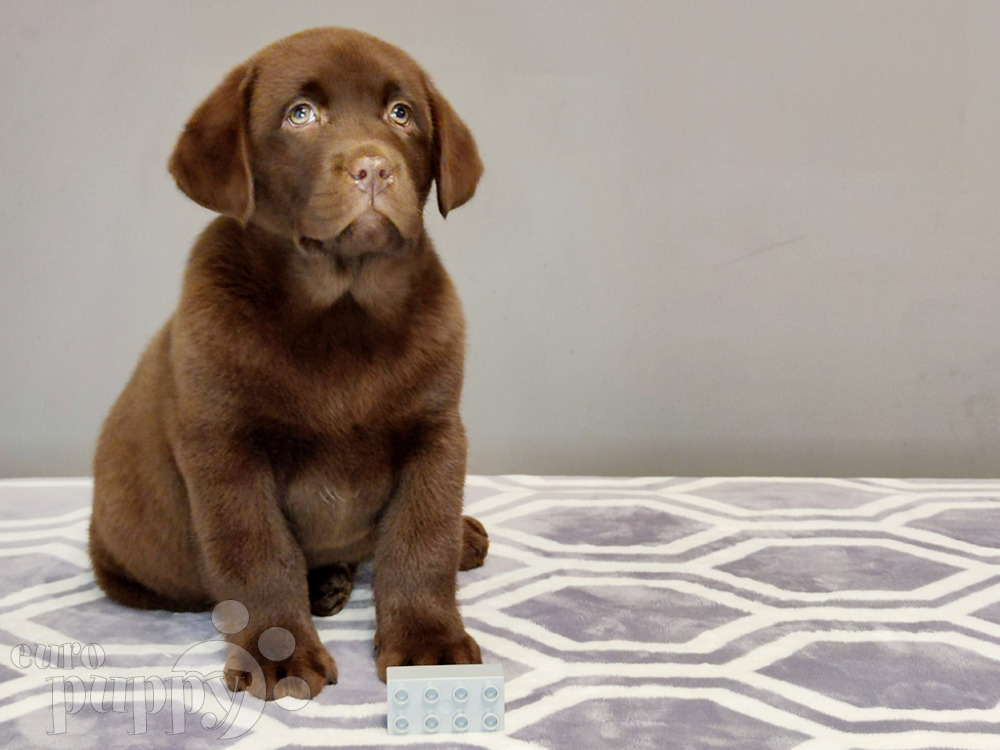 chocolate lab price