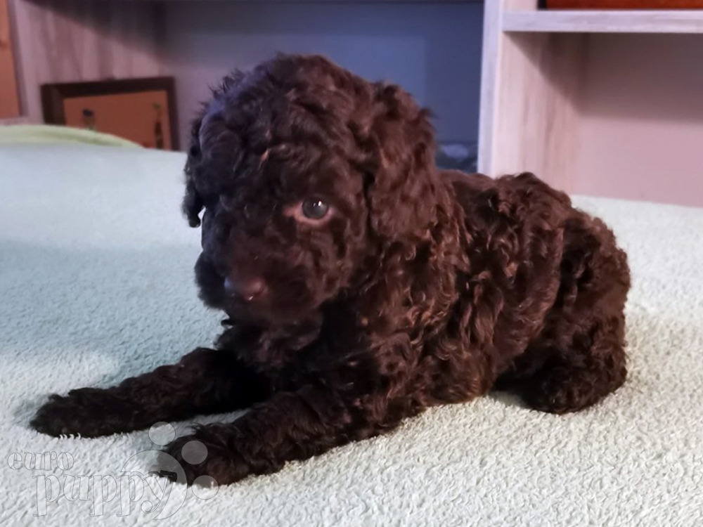 miniature poodle cost