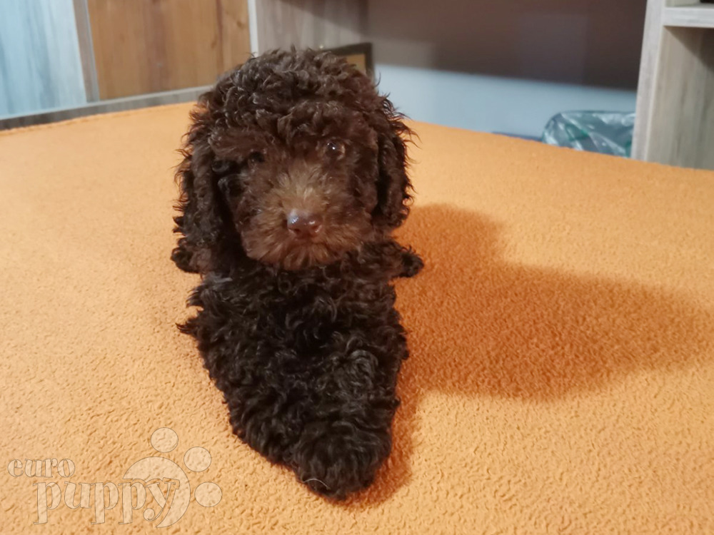 medium poodles for sale near me