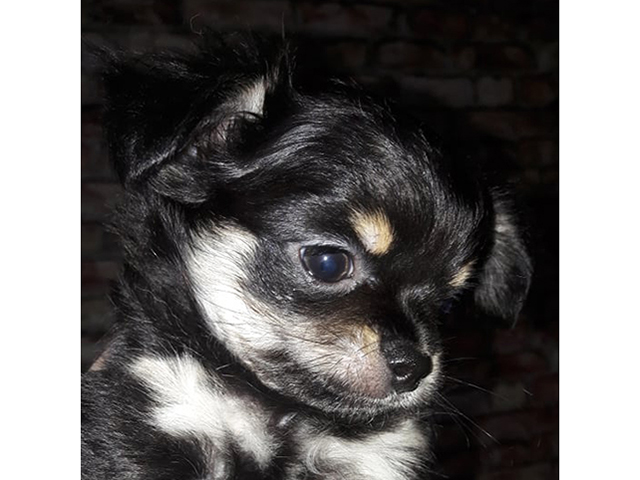 long haired teacup chihuahua for sale