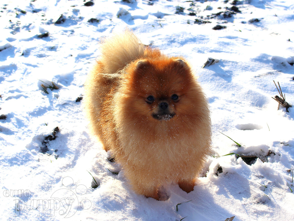 Pomeranian For Sale Pomeranian Puppies