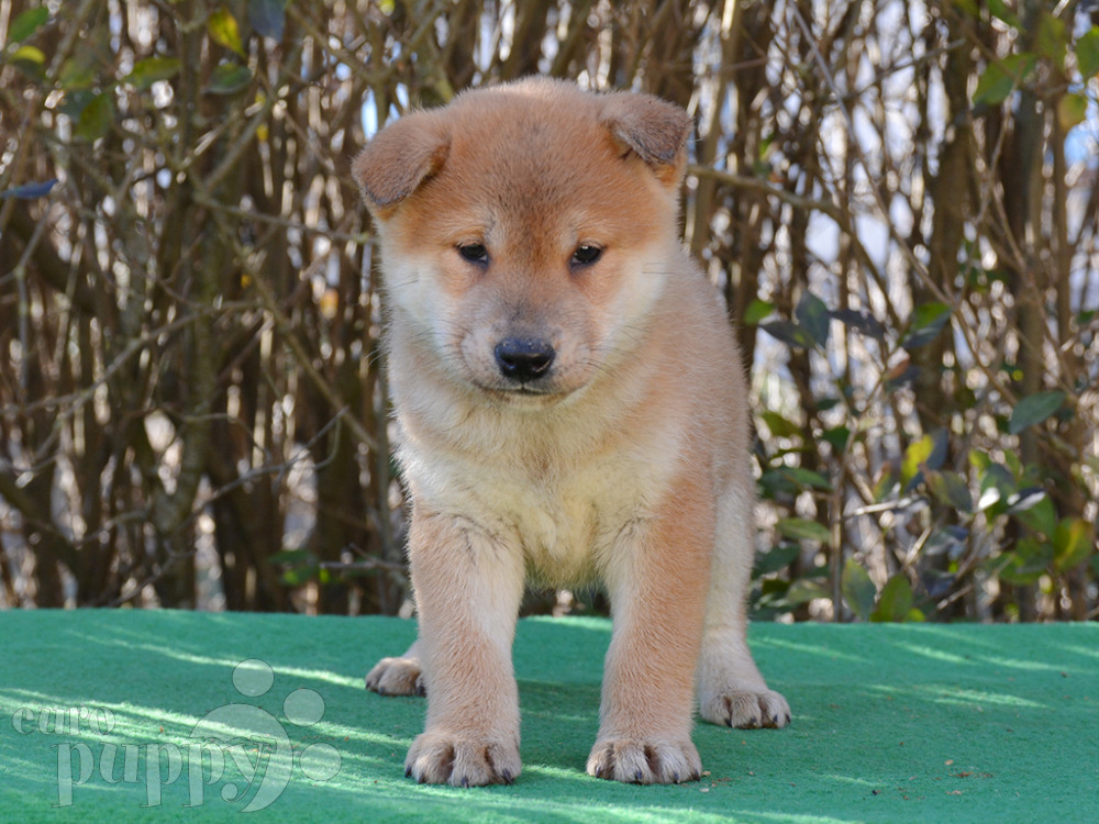 where to buy a shiba inu puppy near me