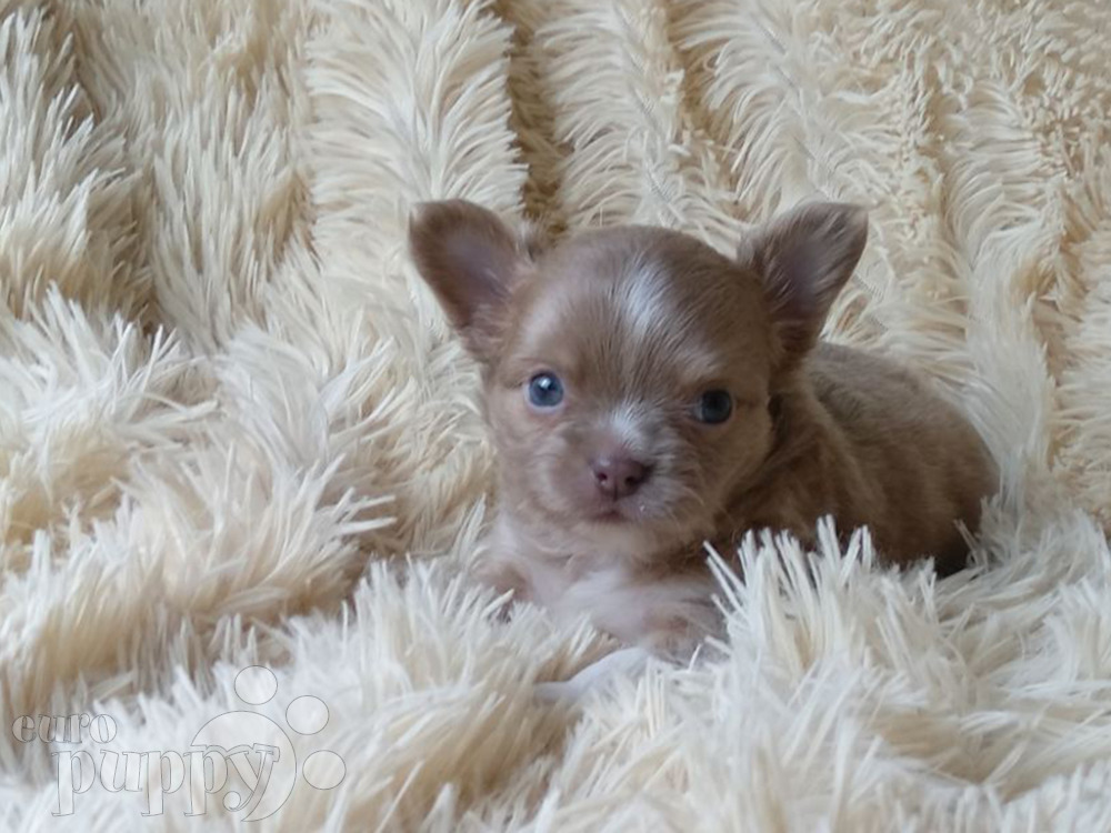 long haired teacup chihuahua for sale