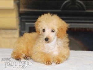 medium poodle price