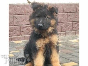 german dog double coat