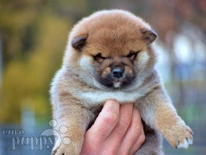 where to buy a shiba inu puppy near me