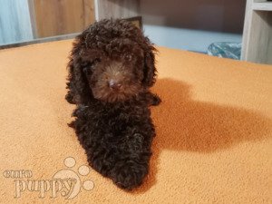 medium poodle price