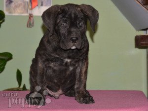 large cane corso breeders