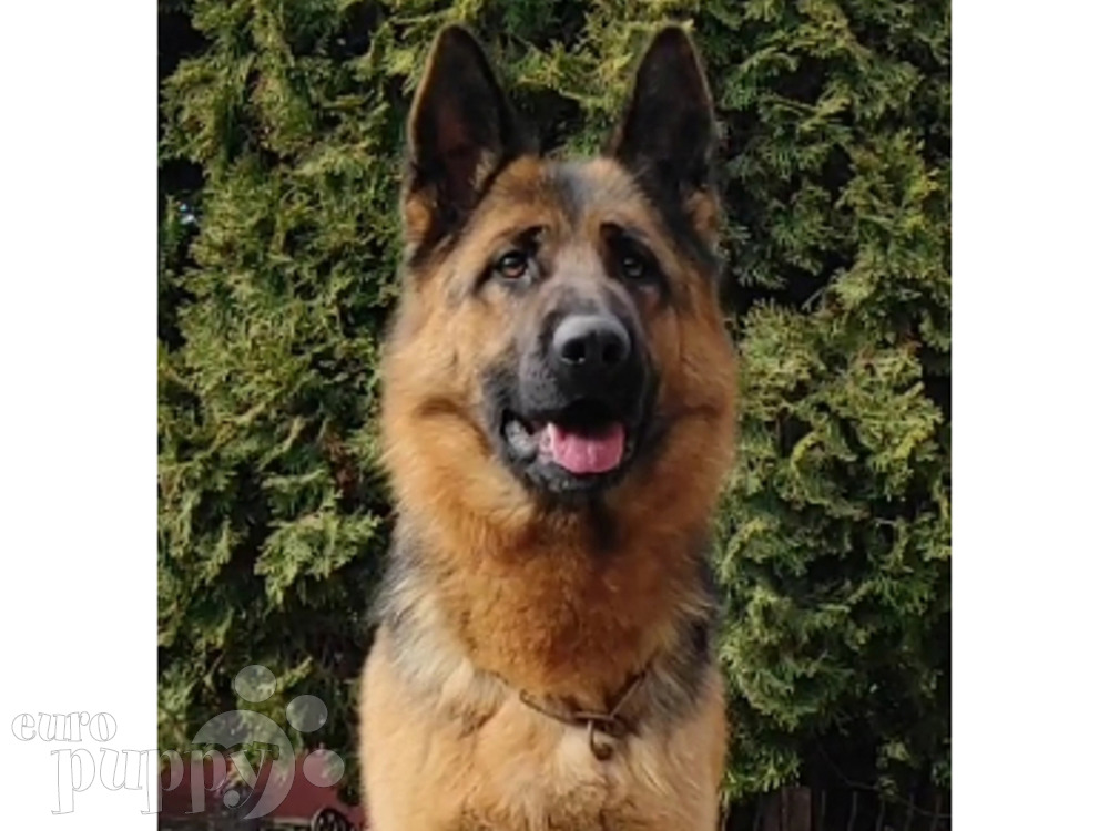 medium haired german shepherd puppies for sale