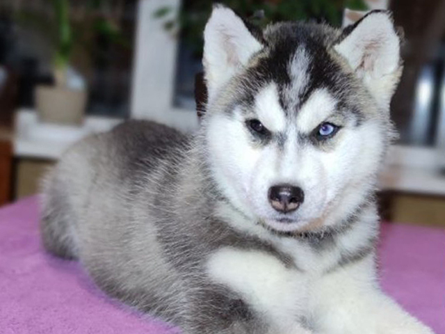 Siberian Husky For Sale Siberian Husky Puppies