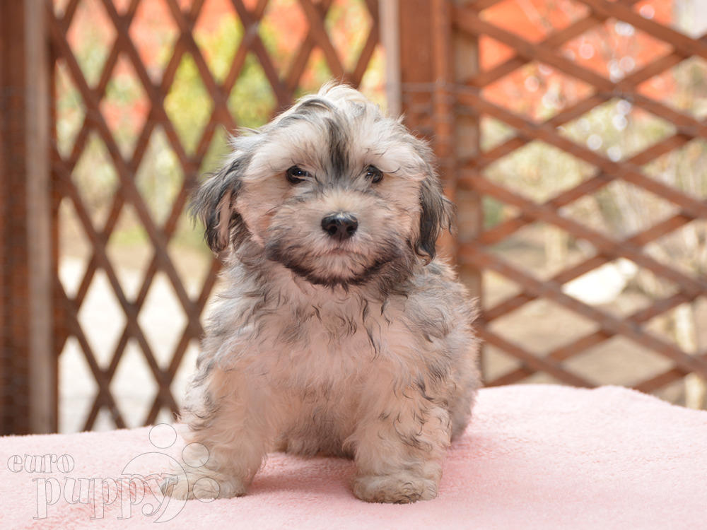 blue merle havanese