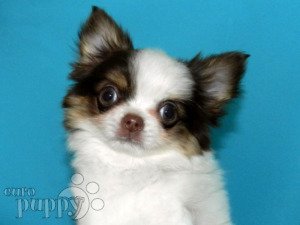 long haired teacup chihuahua for sale