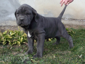 mastiff kennels