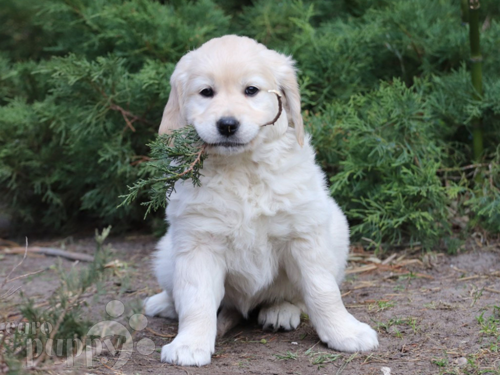 Golden Retriever For Sale Golden Retriever Puppies Golden Retriever For Sale Golden Retriever Puppies