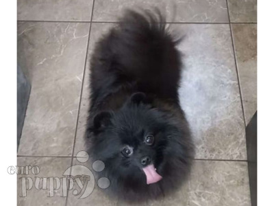 Pomeranian Puppies Breed Information Puppies For Sale