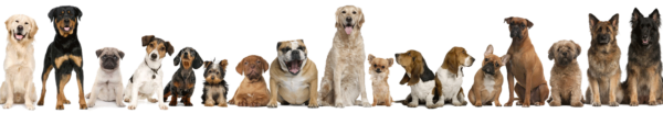 Complete List of the FCI Dog Breed Groups – EuroPuppy