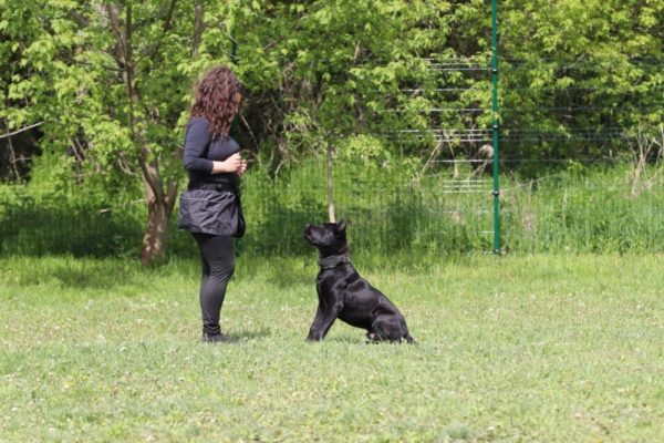 Residential Dog Training by EuroPuppy - Dog Trainers For Luxury Scandinavian Apartment Owners