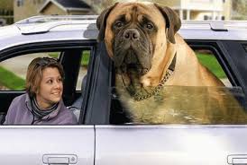 dog car travel