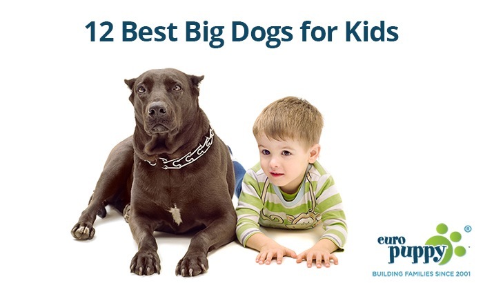 12 Best Big Dogs for Kids –  Find the Perfect Dog for Your Family