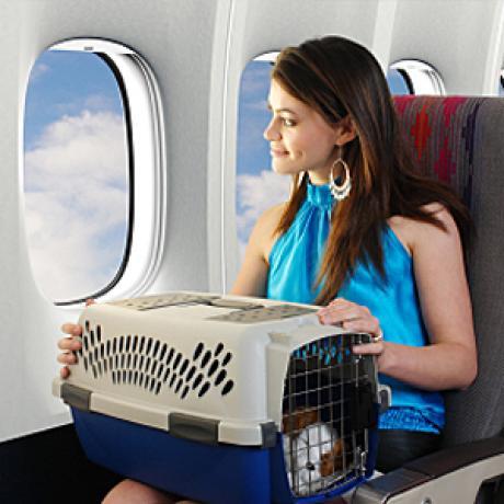 dog airplane